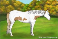 Horse Color:Chestnut Splash Tobiano