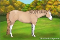 Horse Color:Gold Champagne Splash 