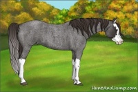 Horse Color:Liver Red Roan Splash