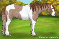 Horse Color:Red Roan Splash Tobiano