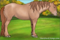 Horse Color:Gold Champagne 