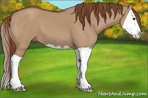 Horse Color: Red Dun Splash 
