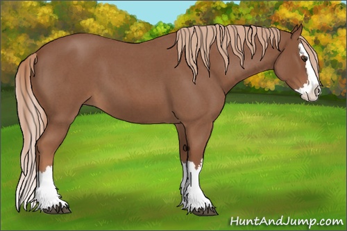 Horse Color: Red Roan Splash 