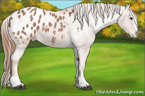 Horse Color: Red Roan Splash Blanket 