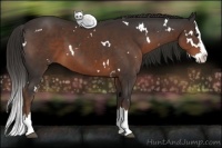 Horse Color:White Spotted Liver Chestnut Splash 