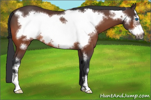 Horse Color:Bay Frame