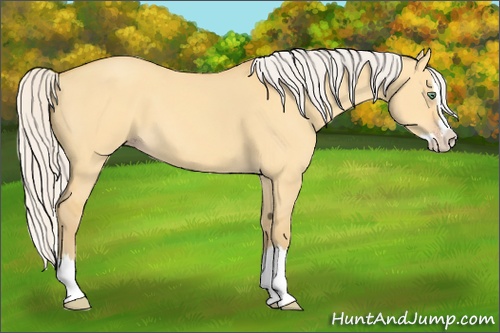 Horse Color: Silver Amber Cream Champagne Dun Sabino Splash 