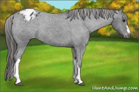 Horse Color:Black Appaloosa Rabicano 