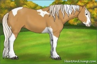 Horse Color:Palomino Splash Tobiano 