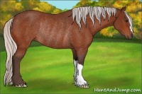 Horse Color:Silver Bay Rabicano