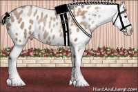 Horse Color:Black Pearl Appaloosa Rabicano
