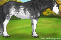 Horse Color:White Spotted Black Splash