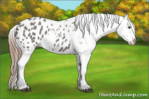 Horse Color: Grullo Roan Blanket 