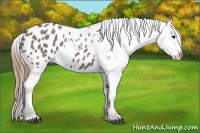 Horse Color:Grullo Roan Appaloosa 