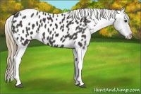 Horse Color:Smoky Black Tobiano Appaloosa 