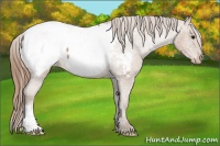 Horse Color:Black Pearl Appaloosa