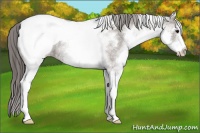 Horse Color:White Spotted Grullo Snowcap Rabicano 