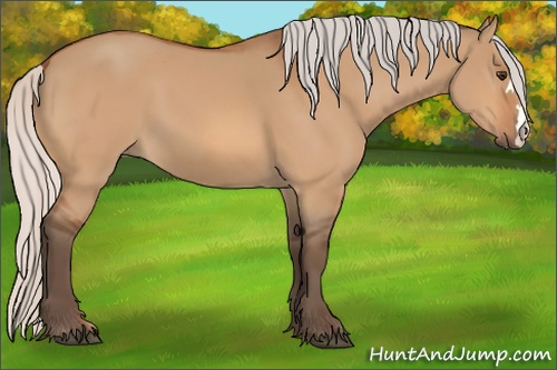 Horse Color: Silver Bay Dun 