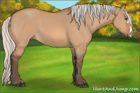Horse Color:Silver Bay Dun