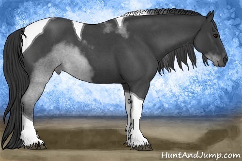Horse Color:Blue Roan Tobiano 