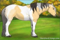 Horse Color:Buckskin Tobiano 