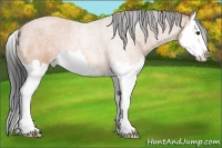 Horse Color:Bay Roan Splash