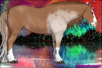 Horse Color:Red Roan Splash Rabicano