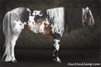 Horse Color:White Spotted Brown 