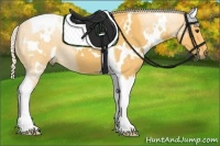 Horse Color:White Spotted Palomino Tobiano 