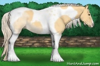 Horse Color:Palomino Dun Tobiano 