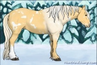 Horse Color:White Spotted Palomino Rabicano 