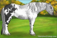Horse Color:White Spotted Black