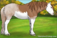 Horse Color:Chestnut Splash 