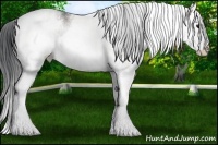 Horse Color:White Spotted Grullo Roan Splash Rabicano