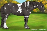 Horse Color:White Spotted Smoky Black Sabino Rabicano 