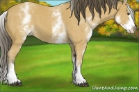 Horse Color:White Spotted Buckskin Sabino Splash 