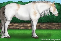 Horse Color:White Spotted Buckskin 
