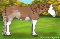 Horse Color:Chestnut Splash 