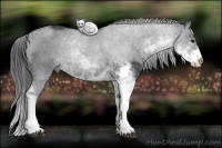 Horse Color:Black Sabino Rabicano 