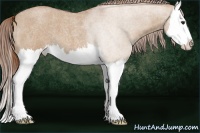 Horse Color:Red Dun Roan Splash 