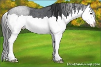 Horse Color:Blue Roan Splash 