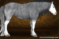 Horse Color:Blue Roan Splash 
