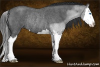 Horse Color:Blue Roan Sabino Splash Rabicano 