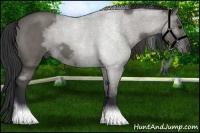 Horse Color:Grullo Roan 