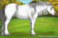 Horse Color:White Spotted Blue Roan 