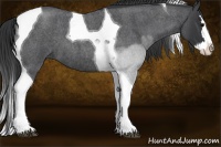 Horse Color:Blue Roan Splash Tobiano 