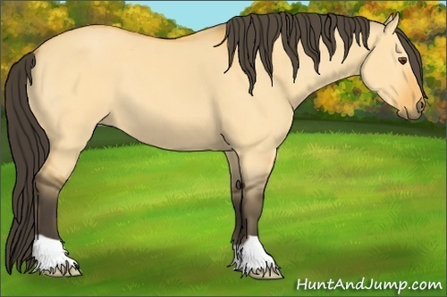 Horse Color: Buckskin Dun 