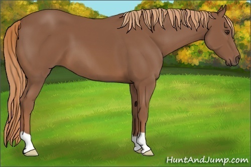 Horse Color: Chestnut 