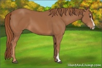 Horse Color:Chestnut Sabino 