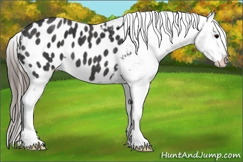 Horse Color: Black Blanket  Brindle